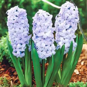Гиацинт Генерал Колер купить по цене от 240р. в интернет-магазине «Посадика» с доставкой почтой в в Москве и по всей России – [изображение №1].