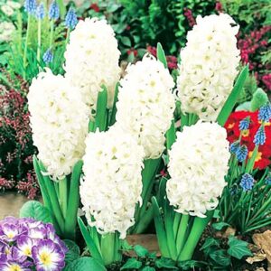 Гиацинт Мадам Софи купить по цене от 240р. в интернет-магазине «Посадика» с доставкой почтой в в Москве и по всей России – [изображение №1].