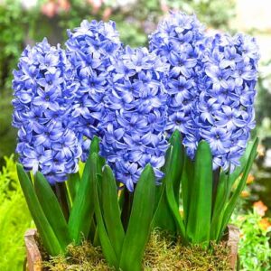 Гиацинт Делфт Блю купить по цене от 240р. в интернет-магазине «Посадика» с доставкой почтой в в Москве и по всей России – [изображение №1].