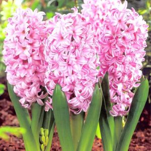 Гиацинт Розетта купить по цене от 240р. в интернет-магазине «Посадика» с доставкой почтой в в Москве и по всей России – [изображение №1].