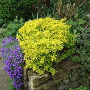 Барбарис Тунберга “Ауреа” купить по цене от 290.00р. в интернет-магазине «Посадика» с доставкой почтой в в Москве и по всей России – [изображение №1].