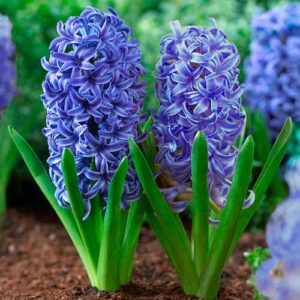 Гиацинт Блю Джекет купить по цене от 240р. в интернет-магазине «Посадика» с доставкой почтой в в Москве и по всей России – [изображение №1].