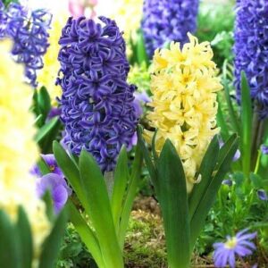 Комплект гиацинтов из 2-х сортов купить по цене от 240р. в интернет-магазине «Посадика» с доставкой почтой в в Москве и по всей России – [изображение №1].