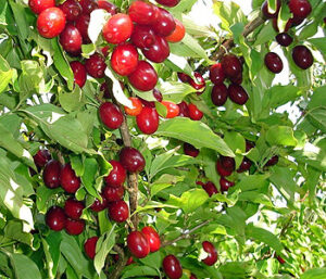 Кизил Владимирский купить по цене от 390.00р. в интернет-магазине «Посадика» с доставкой почтой в в Москве и по всей России – [изображение №1].