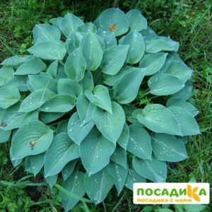Хоста Блу Кадет купить по цене от 385р. в интернет-магазине «Посадика» с доставкой почтой в в Москве и по всей России – [изображение №1].