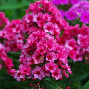 Флокс метельчатый Ред Карибэн купить по цене от 349р. в интернет-магазине «Посадика» с доставкой почтой в в Москве и по всей России – [изображение №1].