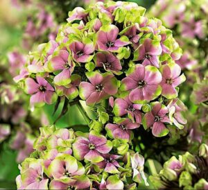 Флокс метельчатый Старберст купить по цене от 369р. в интернет-магазине «Посадика» с доставкой почтой в в Москве и по всей России – [изображение №1].