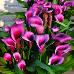 Калла Пако купить по цене от 309р. в интернет-магазине «Посадика» с доставкой почтой в в Москве и по всей России – [изображение №1].