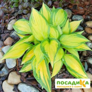 Хоста Оранж Мармелад (Orange Marmalade) купить по цене от 385р. в интернет-магазине «Посадика» с доставкой почтой в в Москве и по всей России – [изображение №1].