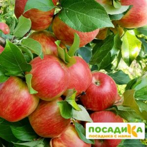 Яблоня Хани Крисп купить по цене от 360р. в интернет-магазине «Посадика» с доставкой почтой в в Москве и по всей России – [изображение №1].