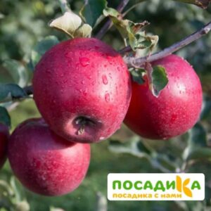 Яблоня Память Ульянищева купить по цене от 360р. в интернет-магазине «Посадика» с доставкой почтой в в Москве и по всей России – [изображение №1].