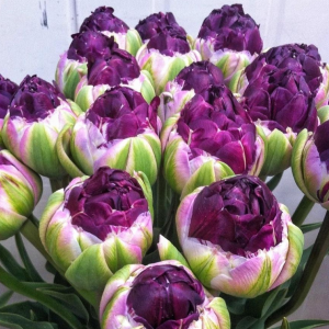 Тюльпан Анаконда купить по цене от 450р. в интернет-магазине «Посадика» с доставкой почтой в в Москве и по всей России – [изображение №1].