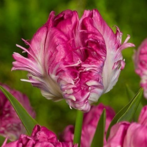 Тюльпан махровый Кул Кристал купить по цене от 400р. в интернет-магазине «Посадика» с доставкой почтой в в Москве и по всей России – [изображение №1].