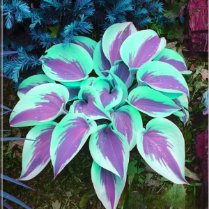 Хоста Висперин Бьюти купить по цене от 379р. в интернет-магазине «Посадика» с доставкой почтой в в Москве и по всей России – [изображение №1].