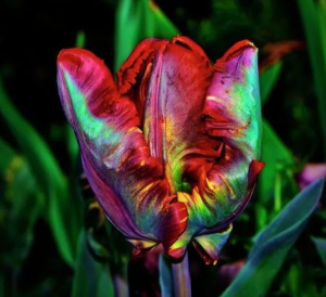 Тюльпан Эирпрайз купить по цене от 270р. в интернет-магазине «Посадика» с доставкой почтой в в Москве и по всей России – [изображение №1].